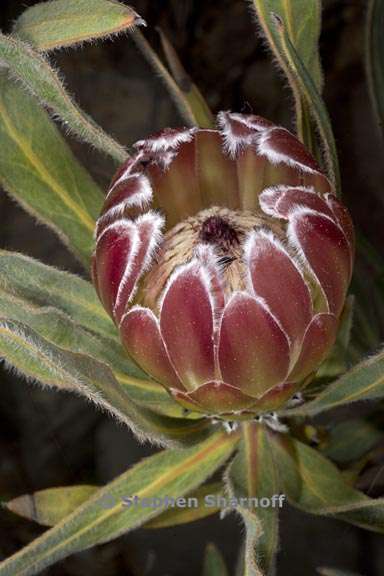 protea burchellii 2 graphic